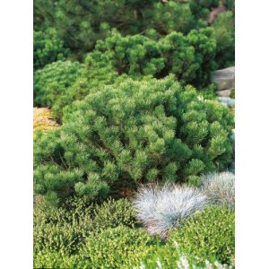 Borovica horská (Pinus mugo) ´PUMILIO´ – výška 10-20cm, kont. C2L